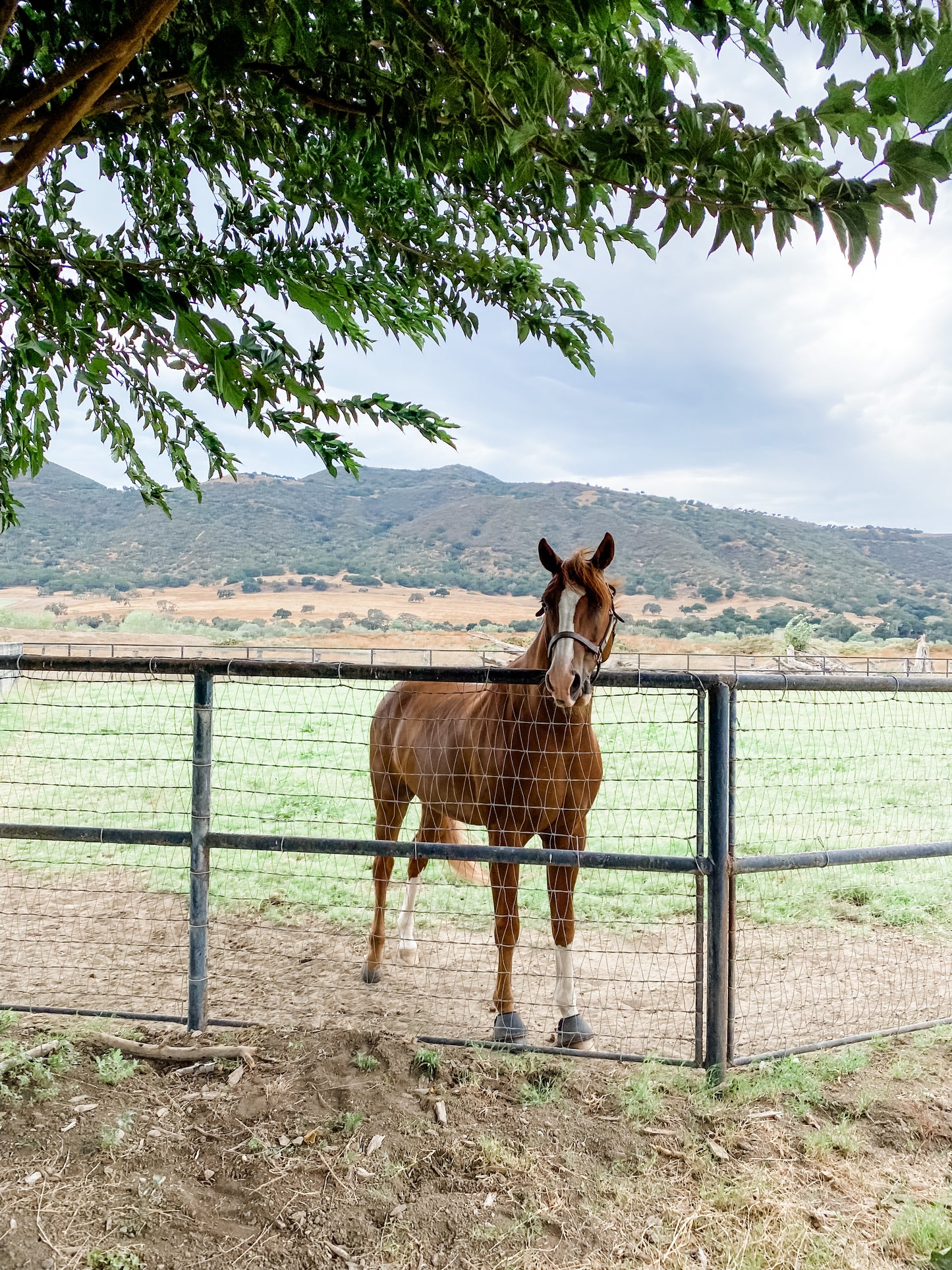 Custom art for Dorothy