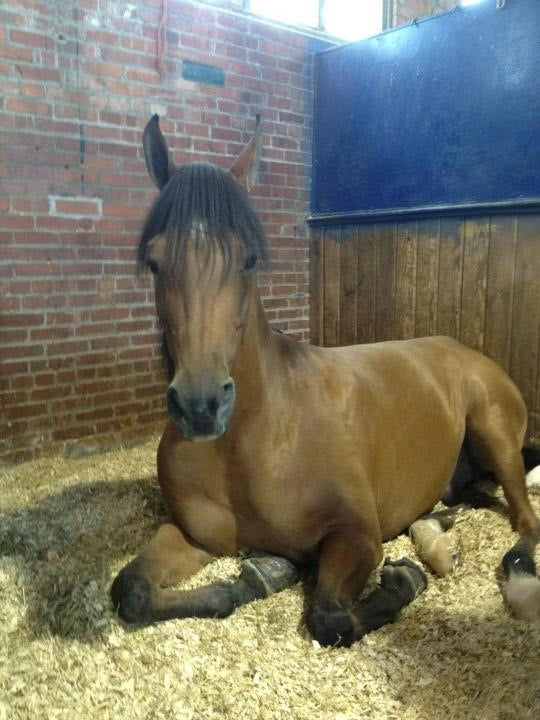 Comission for Madeline