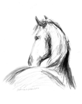 Cards for Evan and Ariat - Friesian - Bettina Norton Artwork
