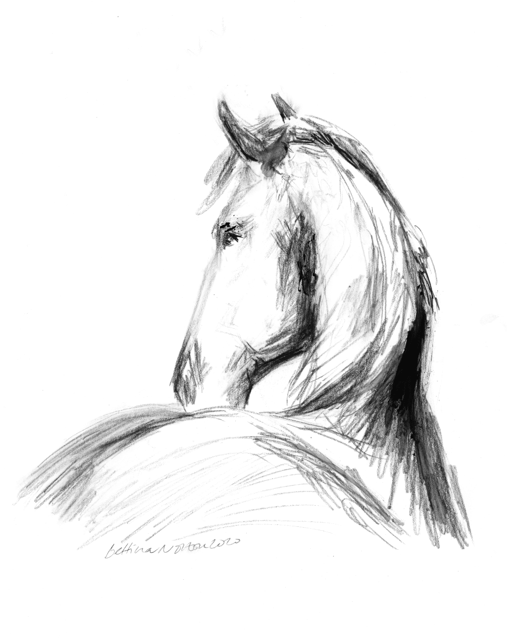 Cards for Evan and Ariat - Friesian - Bettina Norton Artwork