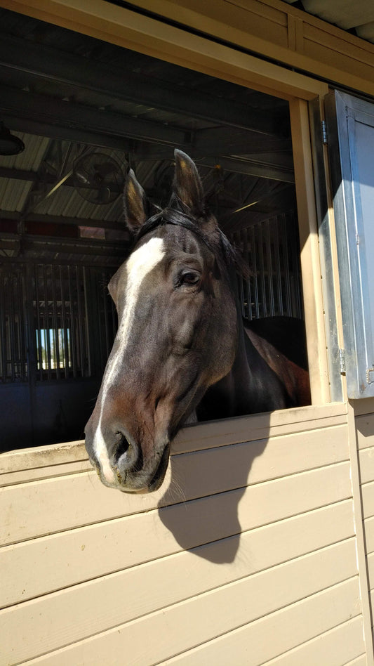 Dave | Payment Plan for Paige