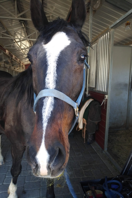 Dave | Payment Plan for Paige