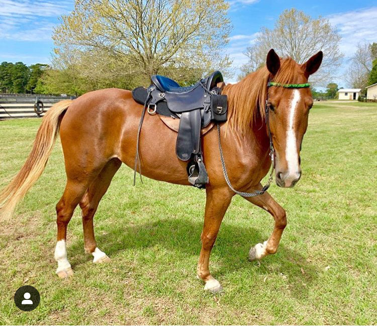 Gaited for Danielle