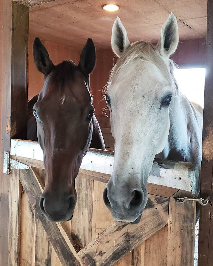 7 Misty + Bailey!