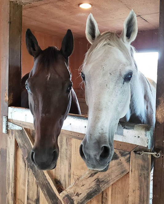 7 Misty + Bailey!