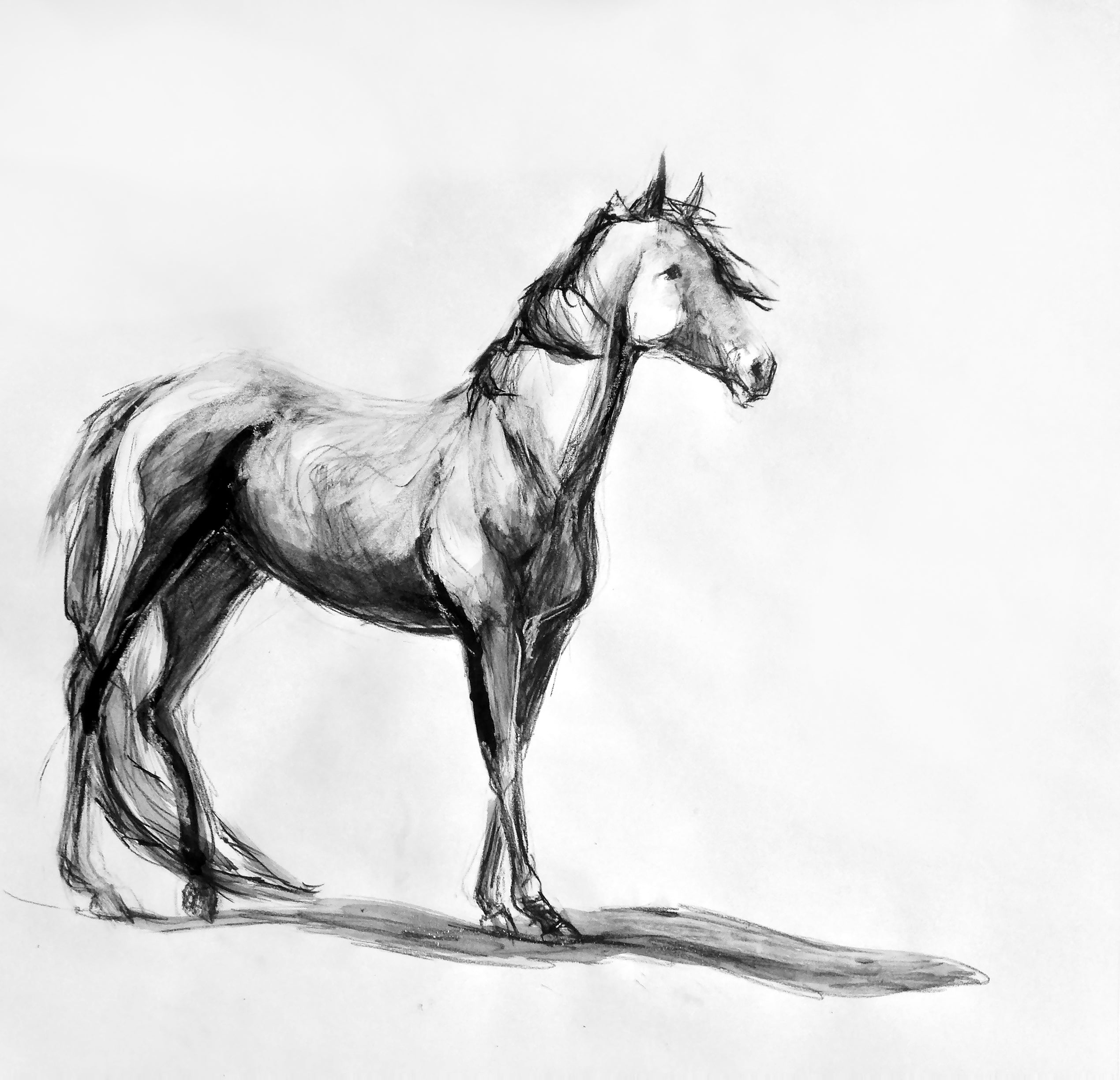 Thoroughbred